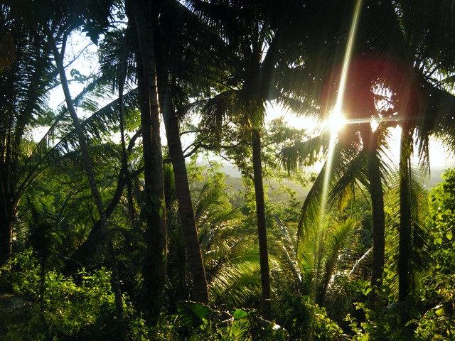 Sonnenuntergang im Dschungel