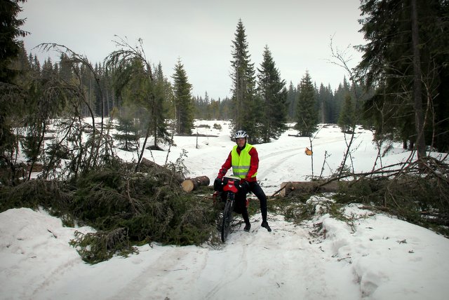 Total verschneite Straße und umgestürzte Bäume.