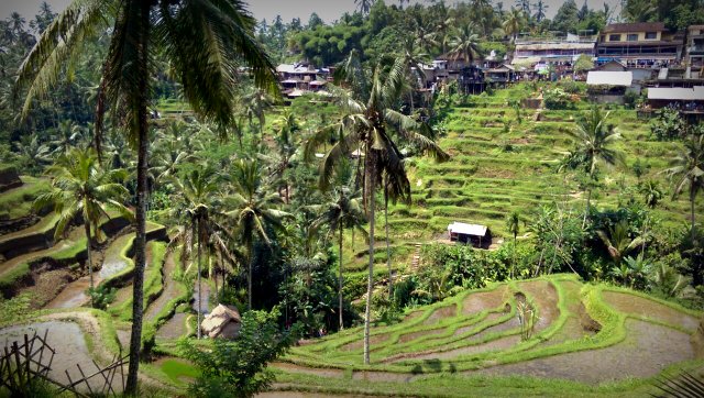 Reisterassen in Tegalalang