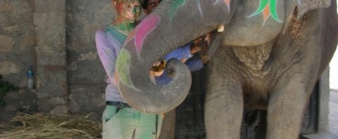 Sogar der Elefant feiert Holi, allerdings leider mit drei Fuessen angekettet...